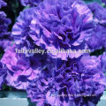 Flower Seeds Single Mixed Double Carnation Seeds Dianthus caryophyllus seeds for Growing